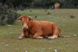 Brown Cow