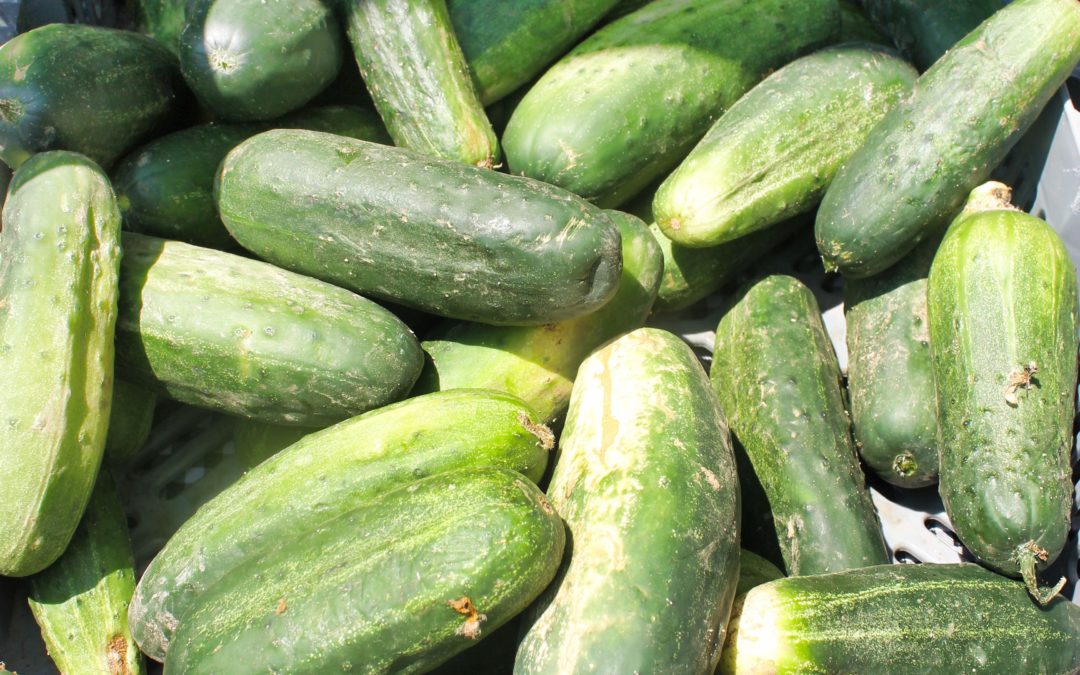 TBT Recipe: Chile Lime Cucumbers