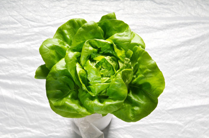 TBT Recipe: Boston Lettuce Salad with Cream Dressing from Jacques Pepin