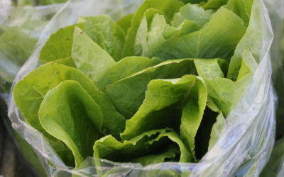 TBT Recipe: Butter Lettuce Salad with Tarragon and Citrus-Honey Vinaigrette from Eric Ripert